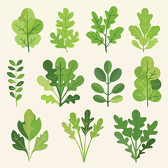 Vector Arugula simple and minimali