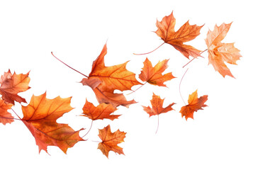 Fototapeta premium PNG Maple plant tree chandelier.