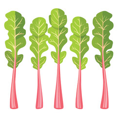 Vector Rhubarb simple and minimali