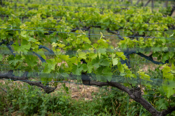 Fototapeta premium Beautiful vineyards at sunset in Urla, izmir. High quality photo