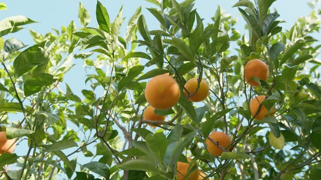 Orange Fruit Of Sicily Island In Italy