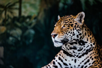 威厳に満ちたジャガーの横顔