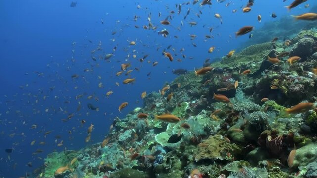A school of fish swims in the ocean. The fish are of various colors and sizes. The scene is lively and full of movement