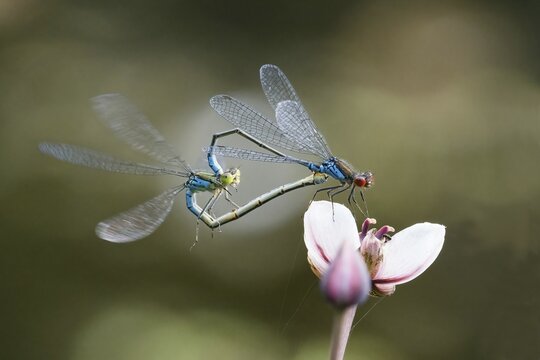Mating, mating wheel of the Small Red-eyed Damselfly (Erythromma viridulum) on a flower of the flowering rush (Butomus umbellatus), Hesse, Germany, Europe