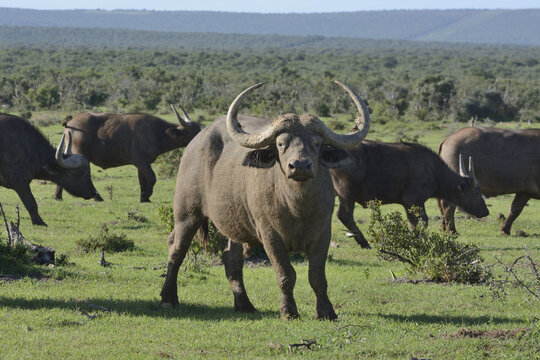 Cape Buffalos (Syncerus caffer), Addo Elephant National Park, Eastern Cape, South Africa, Africa
