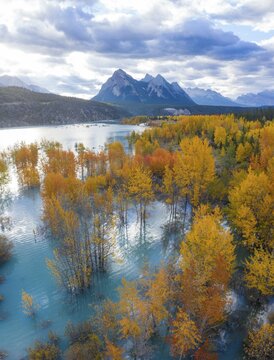 A beautiful aerial view of flooded forest with vibrant autumn-colored leaves, reflecting in a tranquil lake under a cloudy sky, Abraham Lake, Alberta, Canada, North America