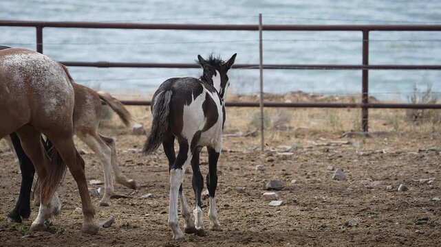 Young horses in a pasture moving in slow motion.