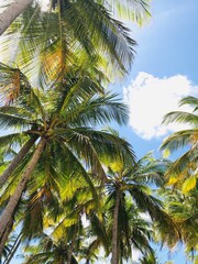 coconut tree