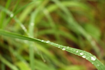 close up to a water drops after rainy day.