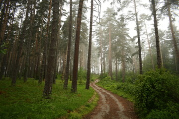 Obraz premium Curving dirt path in a dense forest