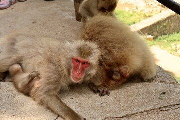 Monkey Park - Japan