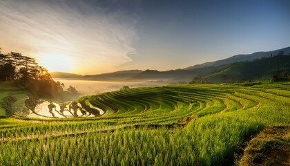 Obraz premium Rice paddy field at sunrise