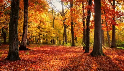 Fototapeta premium Autumn in the forest