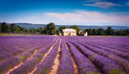 A sun-dappled lavender field