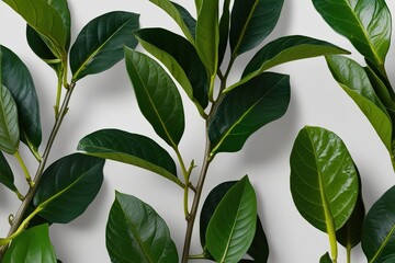 Obraz premium Tranquil 3D Image of Aromatic Backhousia Citriodora Leaves Foliage