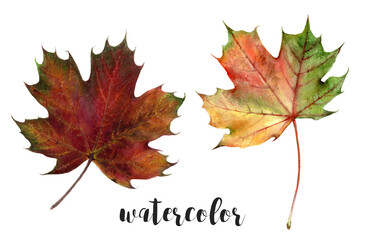 Beautiful collection of Watercolor Autumn Leaves artistically designed
