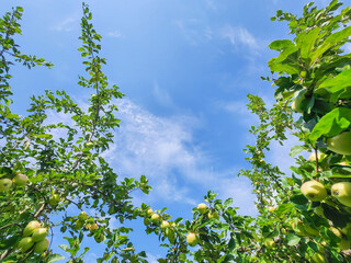 Lush apple trees laden with ripe fruit under a clear blue sky, capturing the essence of a bountiful harvest and the beauty of nature.