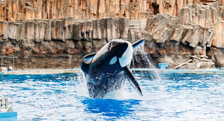 シャチのダイナミックなジャンプ © ぶっさん
