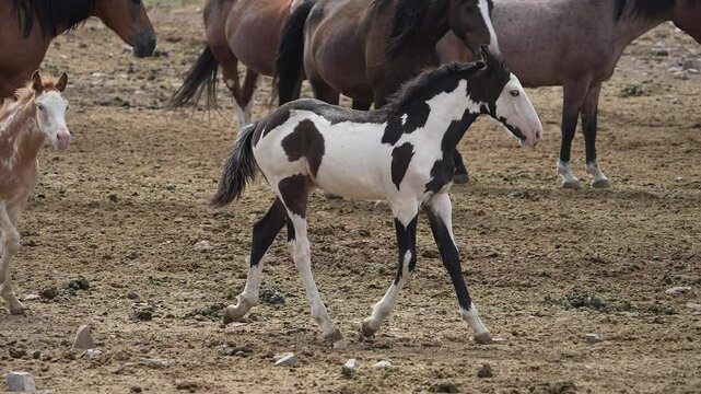 Young paint colt playing with other horses as the move through the herd.