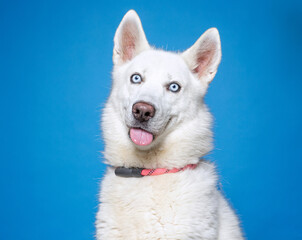 cute dog on an isolated background in a studio shot 