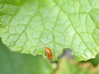 Melon Tortoise, is sticking on the pumpkin leaves. closeup photo, blurred.