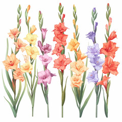 Vector Gladiolus simple and minima