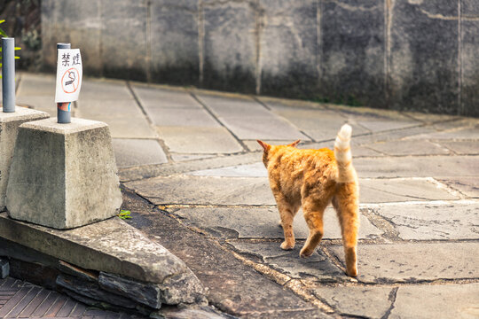 街角の猫」の写真素材 | 504件の無料イラスト画像 | Adobe Stock