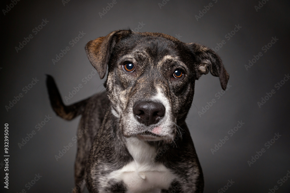 Sticker cute dog on an isolated background in a studio shot