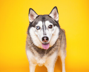 cute dog on an isolated background in a studio shot 