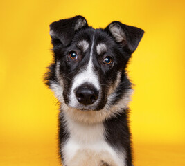 cute dog on an isolated background in a studio shot 
