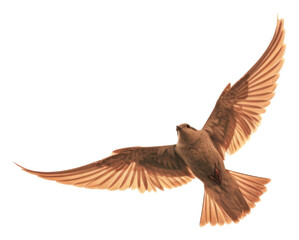 Obraz premium Aesthetic Photography bird flying animal sky wildlife.