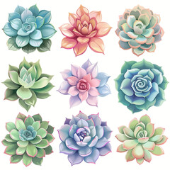 Vector Echeveria simple and minima