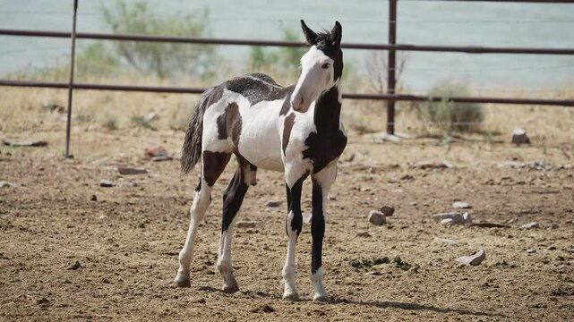 Young paint horse standing in a pasture as he looks around.