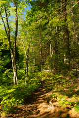 Fototapeta premium Hiking trail.