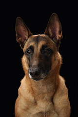 Belgian Malinois portrait against a black background. This image showcases the alertness and keen gaze of the breed, with detailed attention to its facial features and coat texture