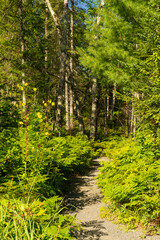 Hiking trail.