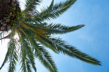 Fototapeta premium vibrant green palm leaf captures essence of tropical getaways and relaxation, Symbol of paradise, natural beauty