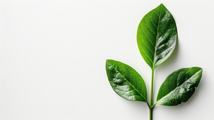 minimalist image featuring a single green certification seal on a clean white background. A powerful symbol of eco-friendly business practices and environmental responsibility