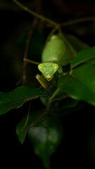 Praying mantis on black background