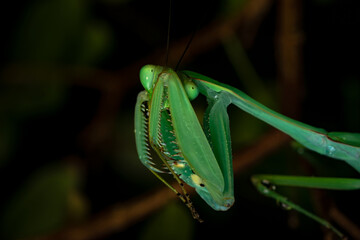 Praying mantis on black background