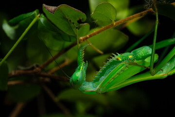 green praying mantis under leaves