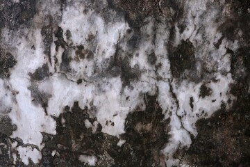 Texture Gray wall with moss