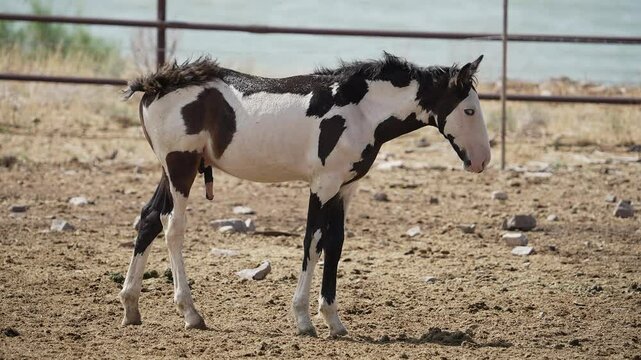 Young paint horse standing in a pasture as it twitches.