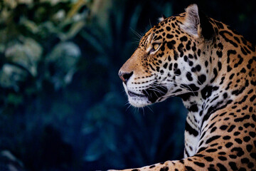 Naklejka premium 鋭い視線のジャガー