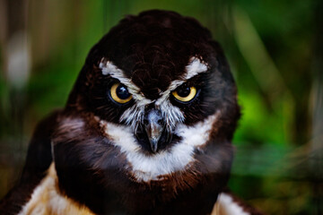 メガネフクロウの鋭い眼差し