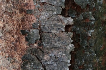 Background of gray old tree texture pattern