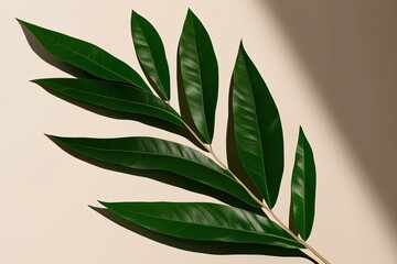 Obraz premium Stylish Rubber Leaf Shadow Overlay Effect on Soft Background