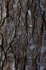 Classic old gray bark texture