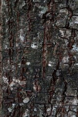 Classic old gray bark texture