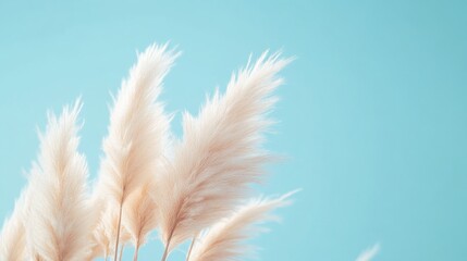 Obraz premium Pampas grass stems against pastel blue background